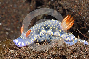 Nudibranch, Hypselodoris kanga