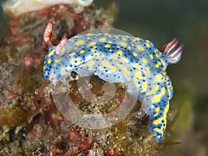 Nudibranch hypselodoris obscura