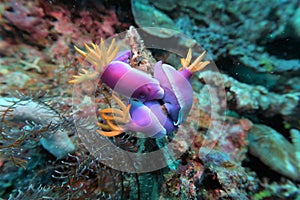 Nudibranch Hypselodoris Purple Underwater 1