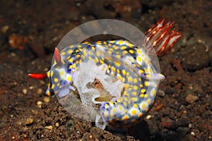 Nudibranch, Hypselodoris roo