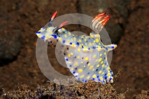 Nudibranch, Hypselodoris roo photo