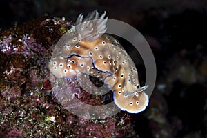 Nudibranch Hypselodoris tryoni