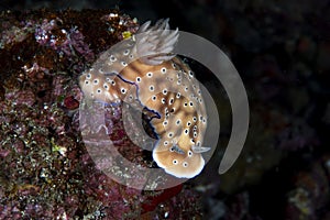 Nudibranch Hypselodoris tryoni