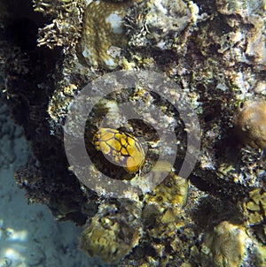 Nudibranch invertebrate close up