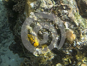 Nudibranch invertebrate close up in the sea