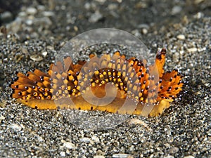 Nudibranch Janolus savinkini