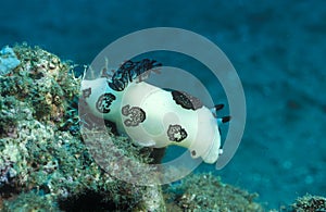 Nudibranch Jorunn punebris - Papua New Guinea