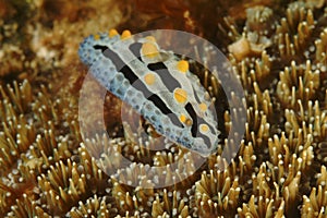 Nudibranch, Kapalai Island, Sabah