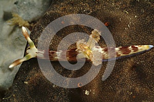 Nudibranch, Kapalai Island, Sabah