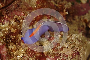 Nudibranch, Kapalai Island, Sabah