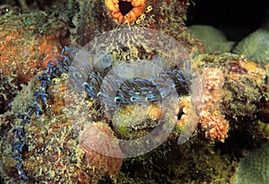 Nudibranch, Kapalai Island, Sabah