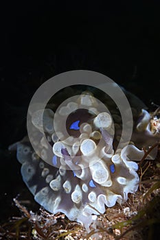 Nudibranch lurking on seabed of dark waters in Japan