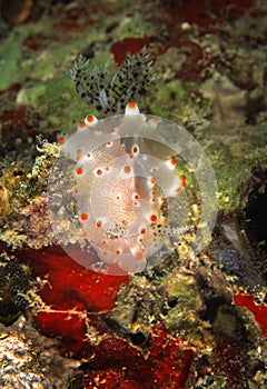 Nudibranch, Mabul Island, Sabah