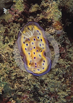 Nudibranch, Mabul Island, Sabah