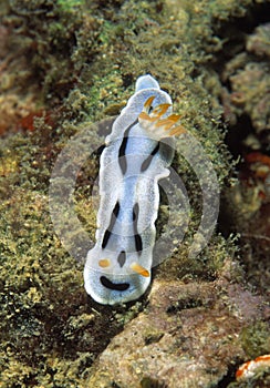 Nudibranch, Mabul Island, Sabah