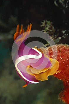 Nudibranch, Mabul Island, Sabah