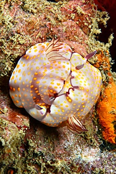 Nudibranch mating
