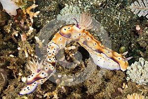 Nudibranch Mating behavior
