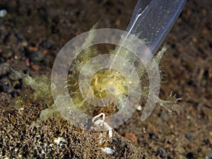 Nudibranch Melibe engeli