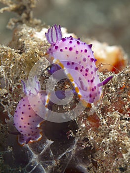 Nudibranch mexichromis macropus photo