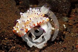 Nudibranch, Mexichromis multituberculata with egg ring