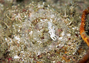 The nudibranch in Myanmar divesite