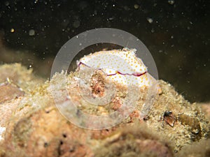 The nudibranch in Myanmar divesite