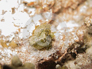 The nudibranch in Myanmar divesite