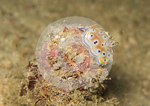 The nudibranch in Myanmar divesite