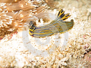 The nudibranch in Myanmar divesite