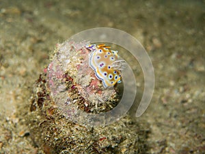 The nudibranch in Myanmar divesite