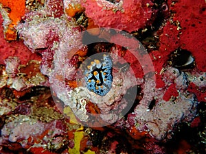 Nudibranch named Fryeria Picta on a sponge