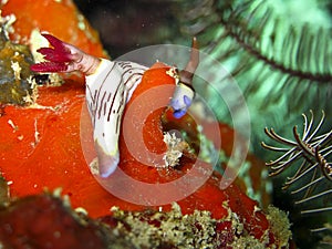 Nudibranch (Nembrotha)