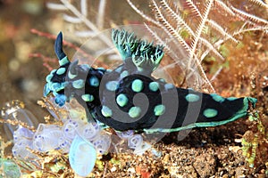 Nudibranch, Nembrotha cristata