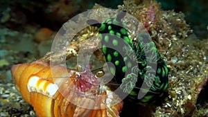 Nudibranch Nembrotha cristata with anemone hermit crab Dardanus pedunculatus on the sand in Lembeh strait Sulawesi