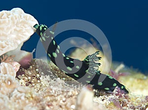 Nudibranch Nembrotha cristata