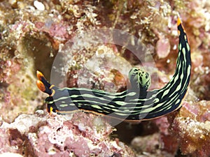 Nudibranch Nembrotha kubaryana