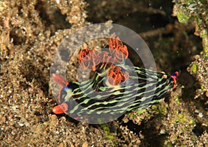 Nudibranch - Nembrotha kubaryana