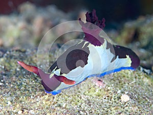 Nudibranch Nembrotha rutilans