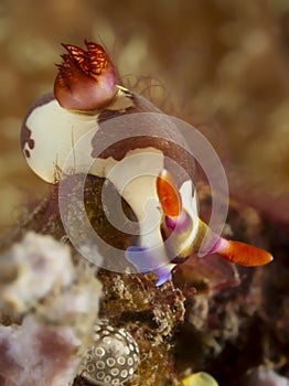 Nudibranch nembrotha rutilans