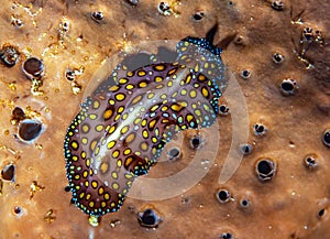 Nudibranch off the coast of Bonaire