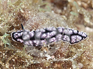 Nudibranch Phylidiella pustulosa