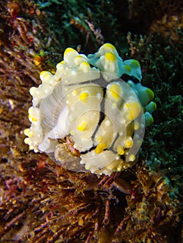 Nudibranch Phyllidia Elegans