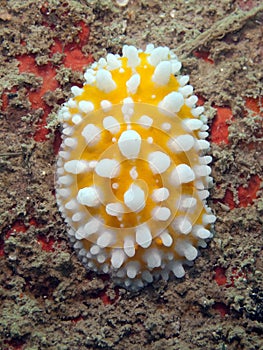 Nudibranch - Phyllidia ocellata