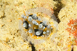 Nudibranch Phyllidia ocellata