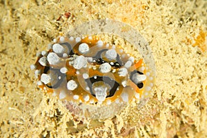 Nudibranch Phyllidia ocellata