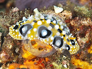 Nudibranch phyllidia ocellata