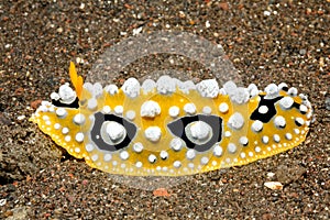 Nudibranch, Phyllidia ocellata. Tulamben, Bali, Indonesia. Bali Sea, Indian Ocean