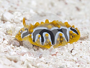 Nudibranch Phyllidia undulata