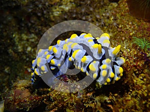 Nudibranch Phyllidia varicosa